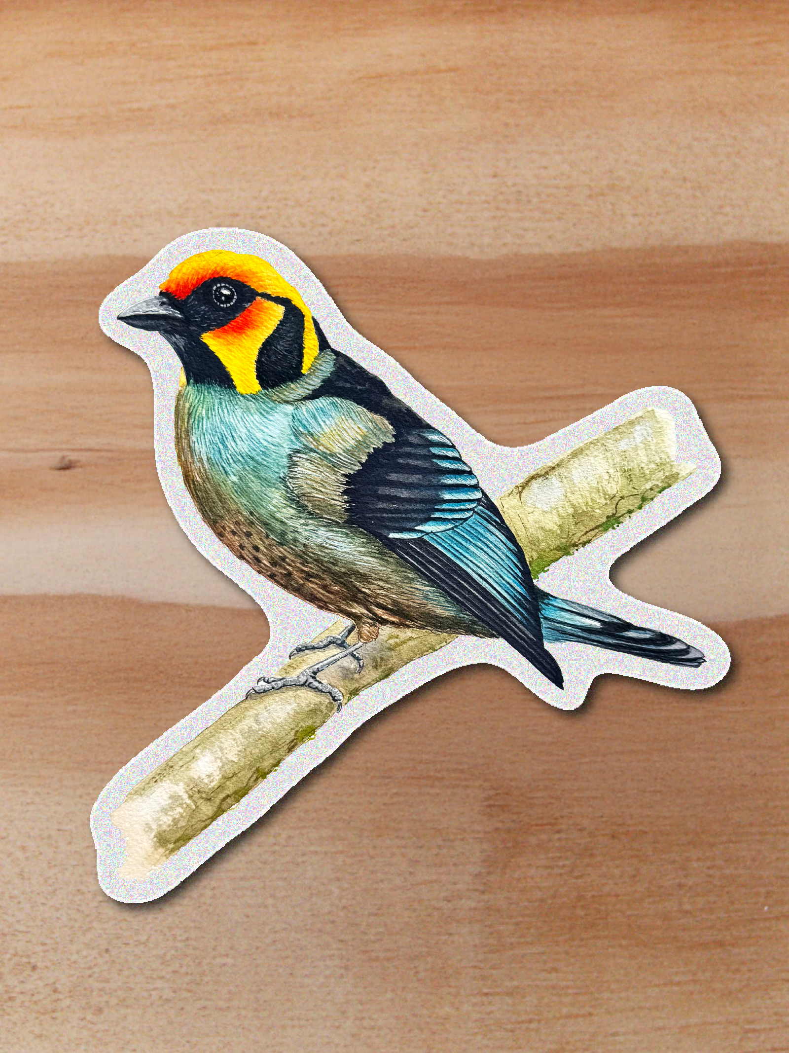 Sticker Tángara fuego - Tangara parzudakii